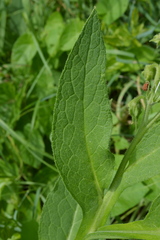 Symphytum officinale