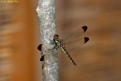 Sympetrum baccha