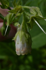 Symphytum officinale