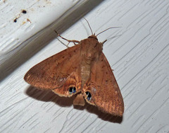 Litoprosopus futilis