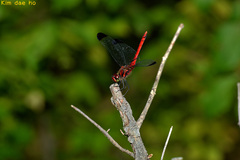 Sympetrum baccha