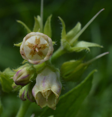 Symphytum officinale