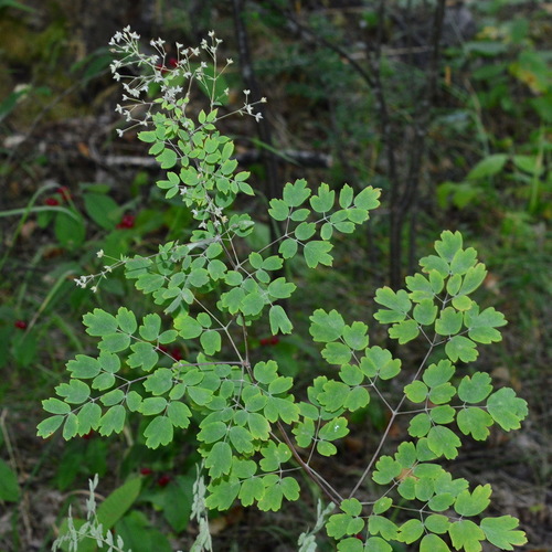 Lesser Meadow-rue