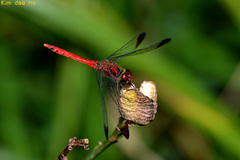 Sympetrum baccha