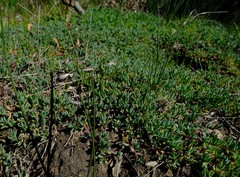 Lampranthus debilis
