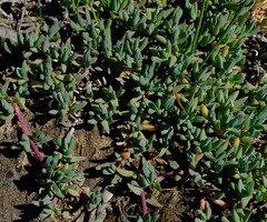 Lampranthus debilis
