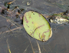 Polypedilum braseniae