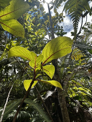Olomea (Perrottetia sandwicensis)