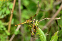 Sympetrum pedemontanum elatum