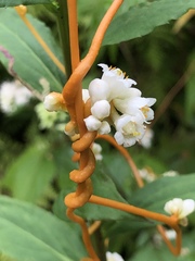Cuscuta rostrata