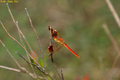 Sympetrum pedemontanum elatum