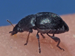 Bruchela suturalis