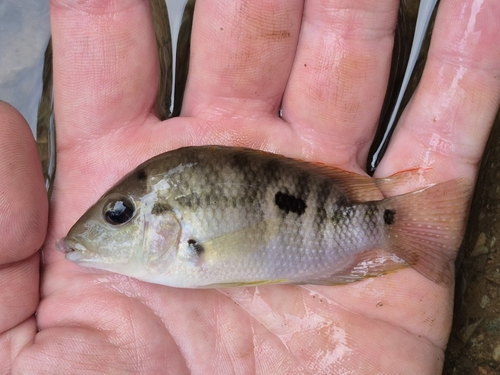 Diquis cichlid (Cribroheros diquis) — Cichlidae — 2
