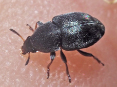 Bruchela suturalis