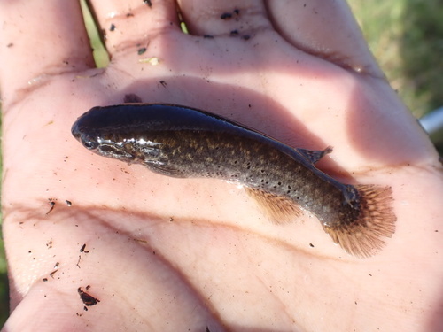 Mangrove rivulus (Kryptolebias marmoratus) — Rivulidae — 2