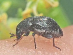Bruchela suturalis