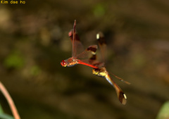 Sympetrum pedemontanum elatum