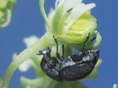 Bruchela suturalis