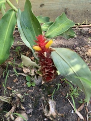 Costus barbatus