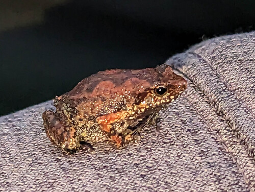 Katanga Screeching Frog, Arthroleptis lameerei