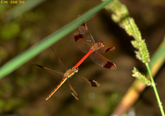 Sympetrum pedemontanum elatum