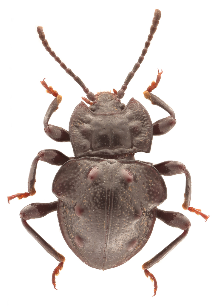 Cacodaemon proavus