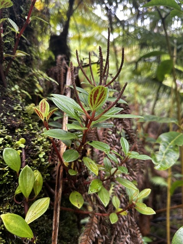 Peperomia cookiana observed 2025-03-22