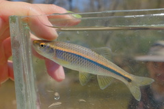 Blue Shiner photo 2