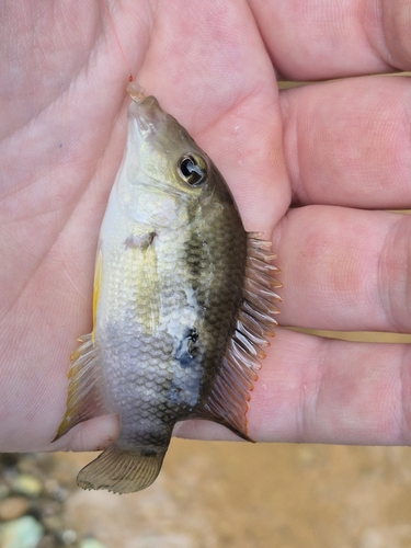 Diquis cichlid (Cribroheros diquis) — Cichlidae — 3