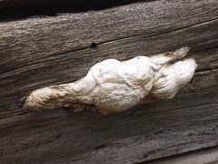 Spongiporus leucospongia