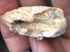 Spongiporus leucospongia