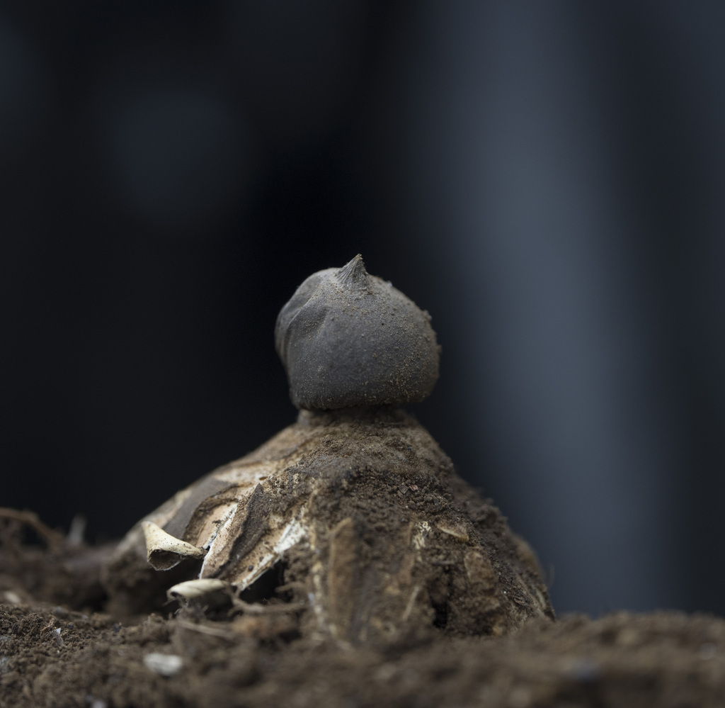 Geastrum pectinatum · March 2025 · photo: © sur_endemico (iNaturalist, cc-by-nc)