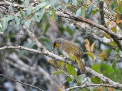 Pycnonotus finlaysoni