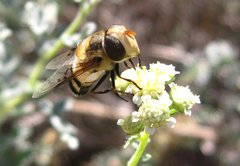 Copestylum apiciferum