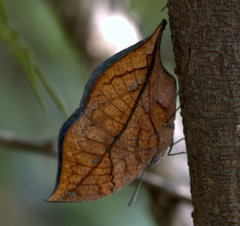 Kallima horsfieldii