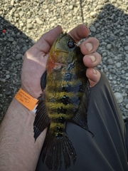Lyon's Cichlid photo 3