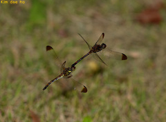 Sympetrum infuscatum