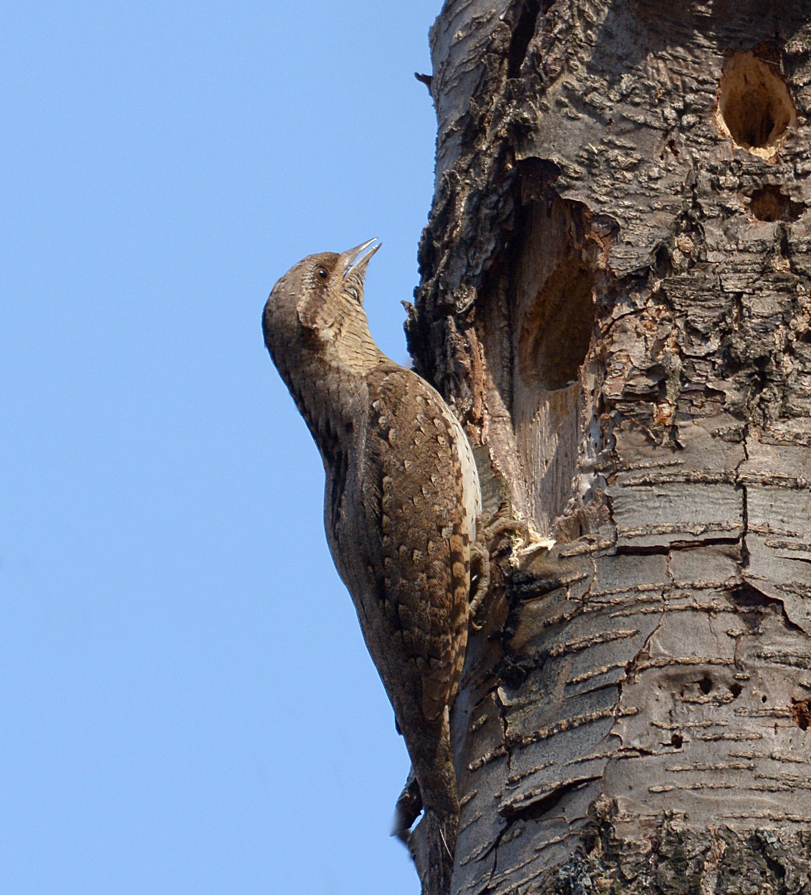 Eurasian Wryneck (Jynx torquilla)