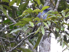 Coracina macei larutensis