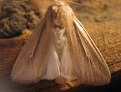 Leucania phragmitidicola