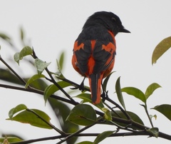 Pericrocotus solaris montanus