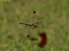 Sympetrum infuscatum