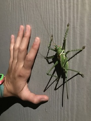 Neobarrettia spinosa