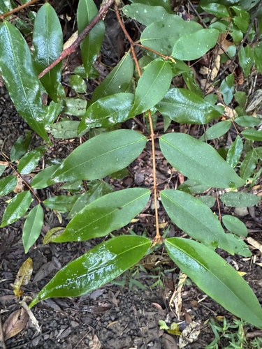 Pilidiostigma tropicum observed 2025-03-29