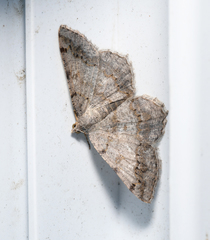 Digrammia ocellinata
