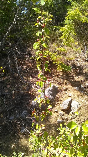Image of Cotoneaster tauricus by (c) Михаил Орлов, some rights reserved (CC BY)