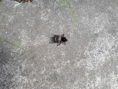 Bombus
