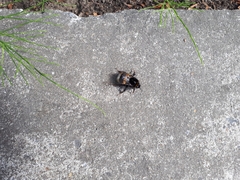 Bombus