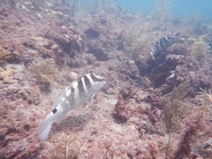 Epinephelus striatus