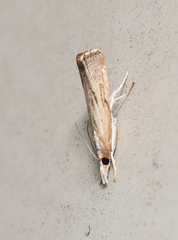 Parapediasia teterrellus